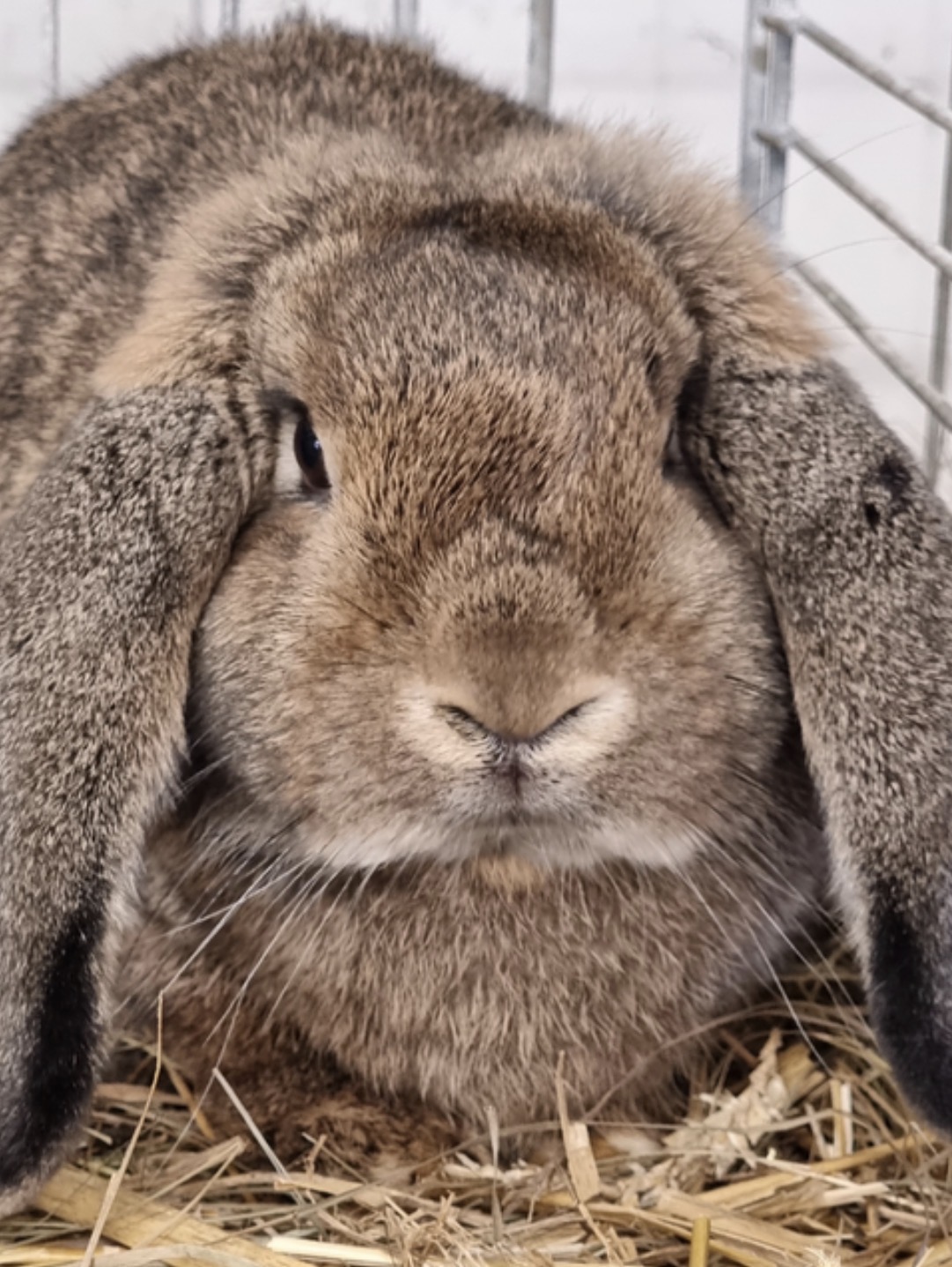 Deutsche Kleinwidder wildfarben