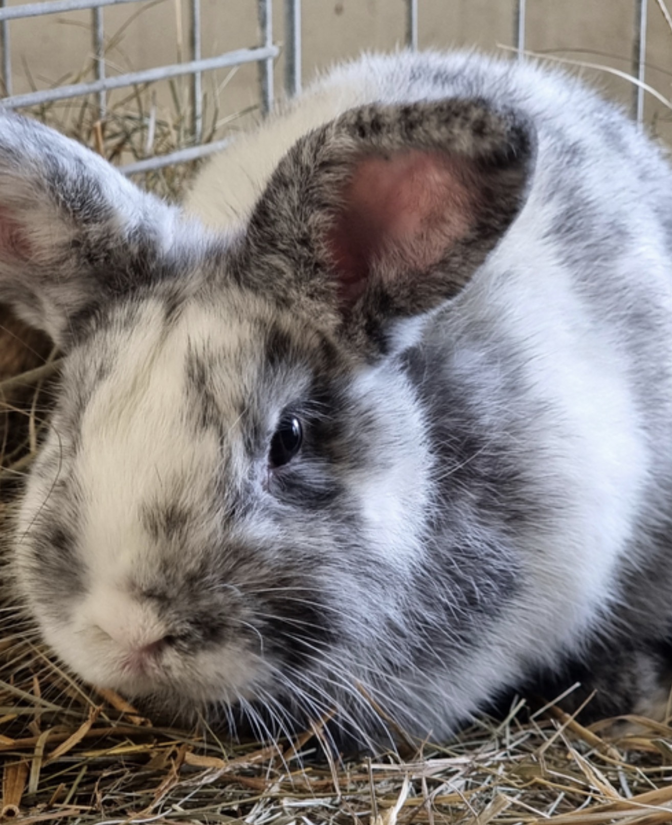 Rhönkaninchen