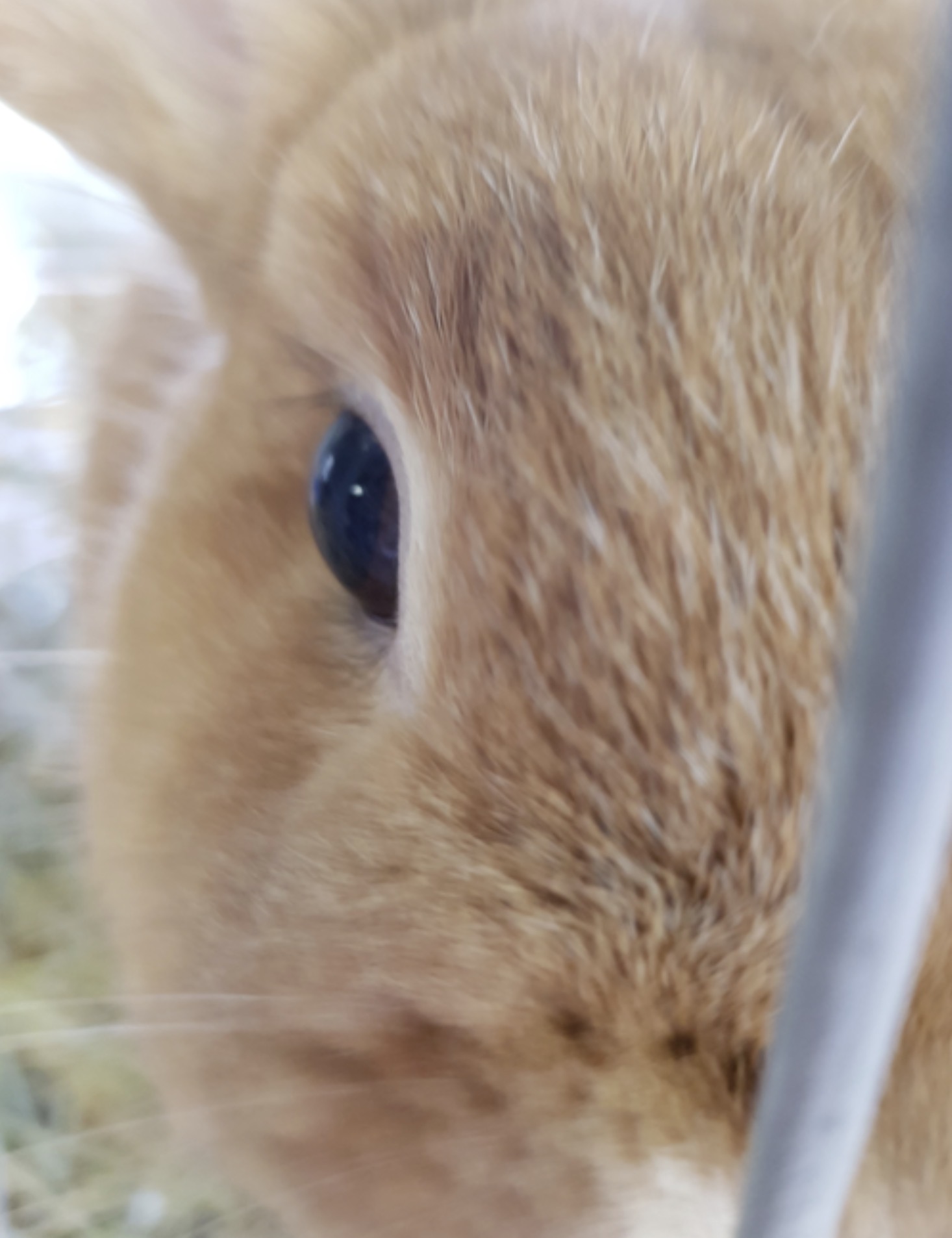 Kaninchen im Detail